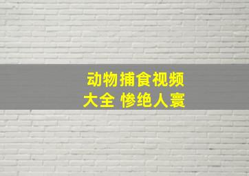 动物捕食视频大全 惨绝人寰